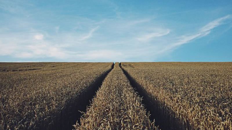 Big Data pode otimizar agricultura